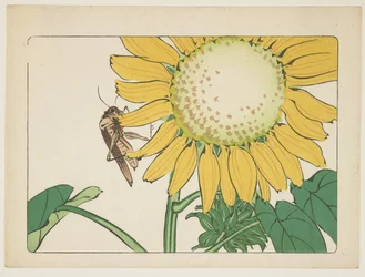 Grasshopper and Sunflower, c. 1877